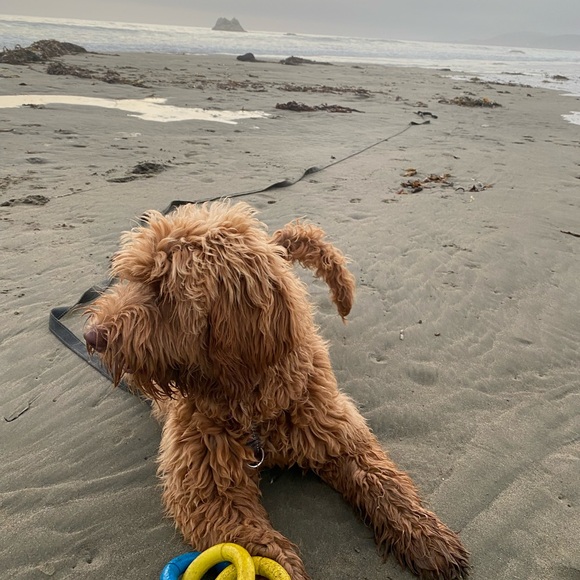 Meet your Posher, Lanee. 🌞

🐶🐾Sorry but My pup is NOT available 🤣She’s our kid - Picture 16 of 17